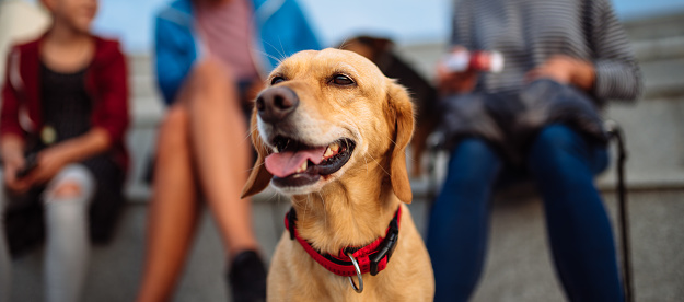 Estate Planning for Dogs